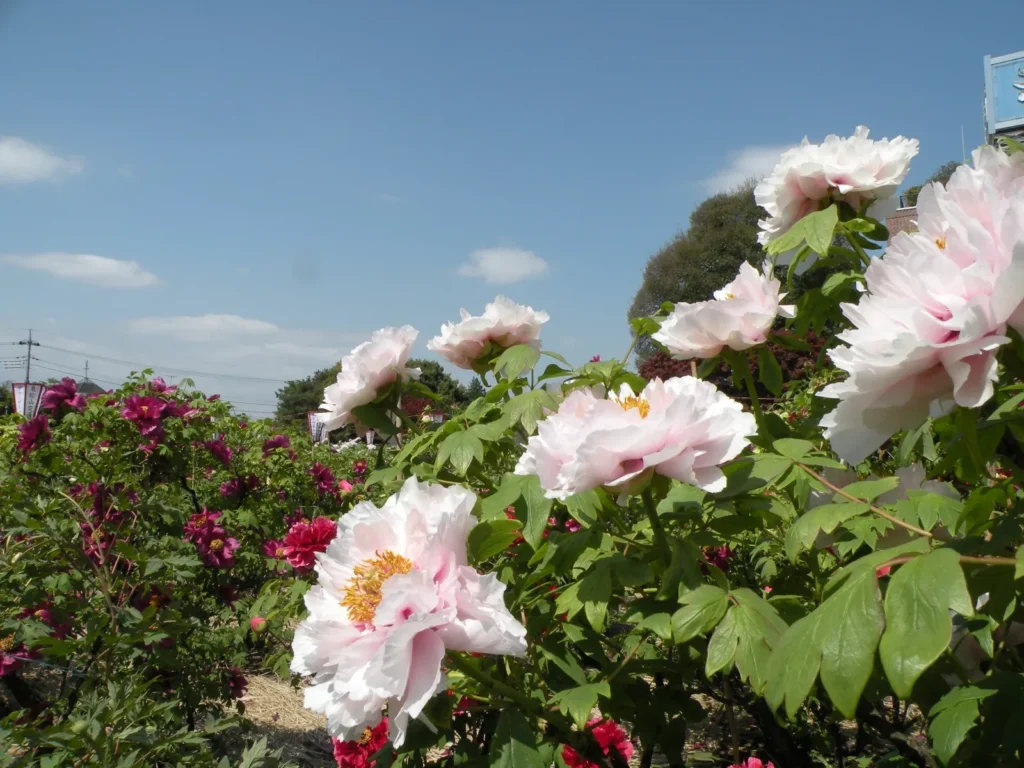 東松山ぼたん園